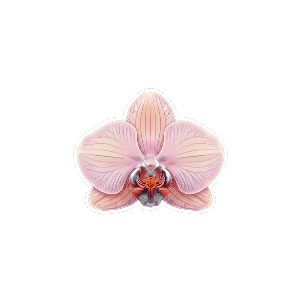 flower-orchid